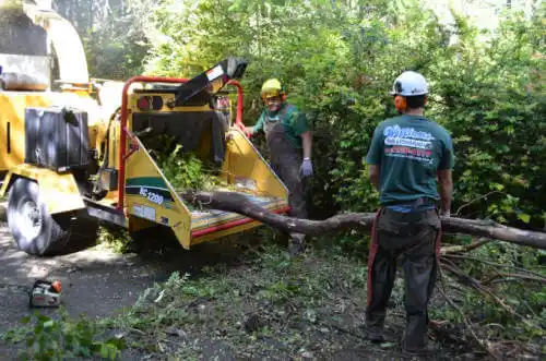 tree services Lewisville